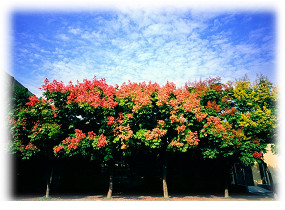 Taipei Municipal Yangping Elementary School : tree