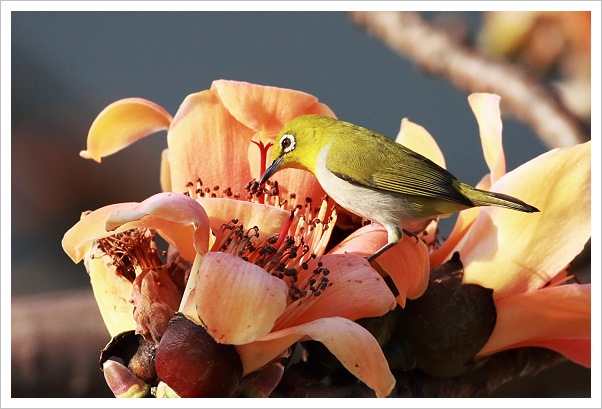 �ն�ؿv-�K���x�P�ժ�